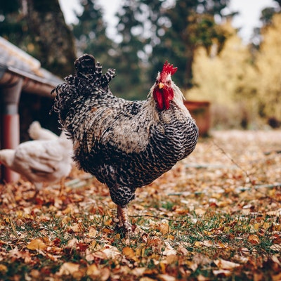 Hen in a garden