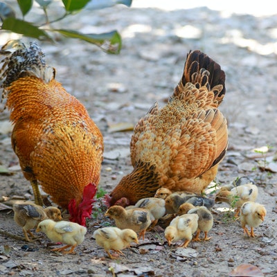 Hens & Chicks together