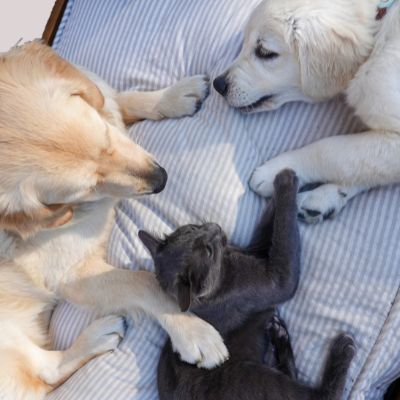 Dogs and Cat together on a bed