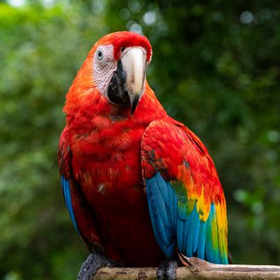 Macaw sitting on a branch